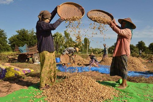 缅甸曼勒省将获得国家贷款用于4万英亩雨季稻和3.9万英亩雨花